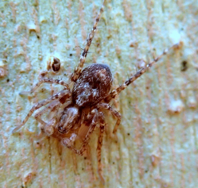 Anyphaena sp. - Sernaglia della Battaglia (TV)